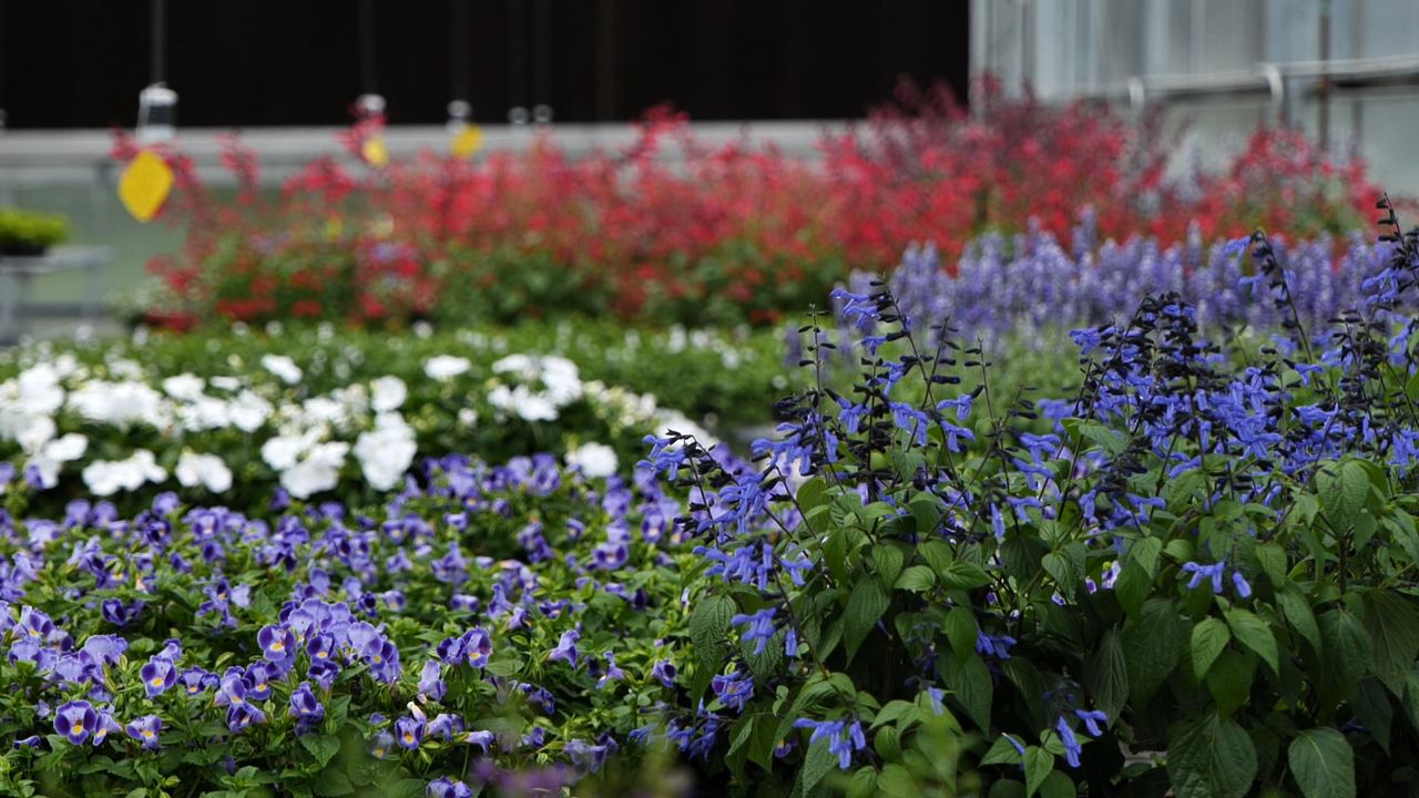 Get It Growing: Celebrate America with red, white & blue flowers 